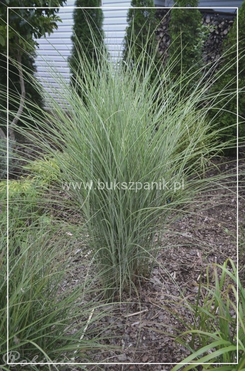 Miskant chiński 'Morning Light' - Miscanthus sinensis C5