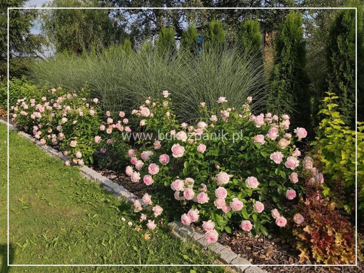 Miskant chiński 'Morning Light' - Miscanthus sinensis C5