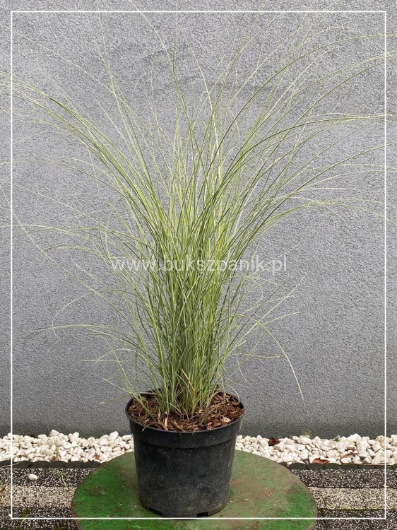 Miskant chiński 'Morning Light' - Miscanthus sinensis C5