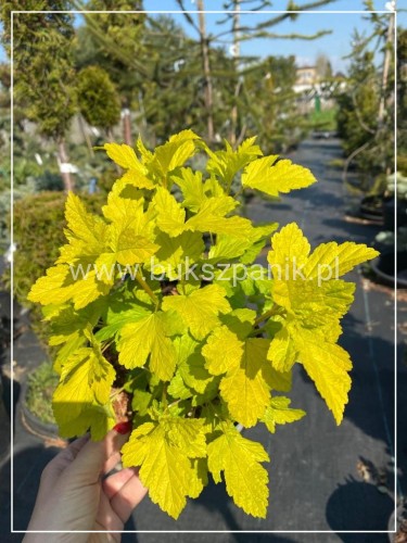 Pęcherznica kalinolistna 'Dart's Gold'- Physocarpus opulifolius