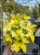 Pęcherznica kalinolistna 'Dart's Gold'- Physocarpus opulifolius
