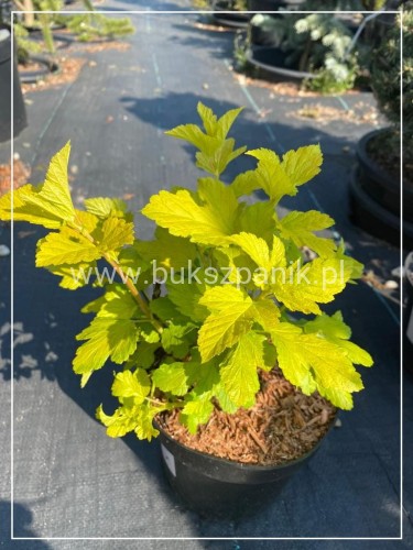 Pęcherznica kalinolistna 'Dart's Gold'- Physocarpus opulifolius