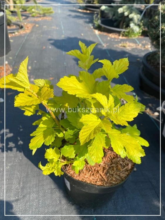 Pęcherznica kalinolistna 'Dart's Gold'- Physocarpus opulifolius