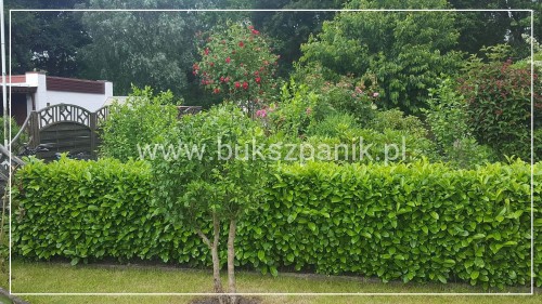 Prunus laurocerasus 'Rotundifolia' fb2018.jpg