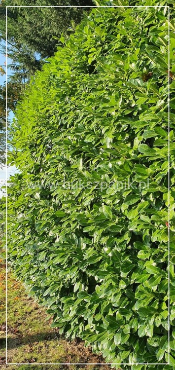 Laurowiśnia wschodnia 'Rotundifolia'-Prunus laurocerasus