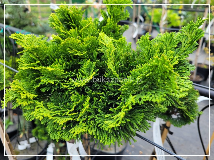 Cyprysik tępołuskowy, japoński 'Nana Gracilis'- Chamaecyparis obtusa PA40-60cm