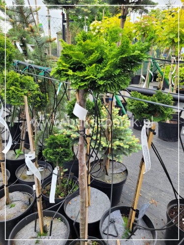 Cyprysik tępołuskowy, japoński 'Nana Gracilis'- Chamaecyparis obtusa PA40-60cm