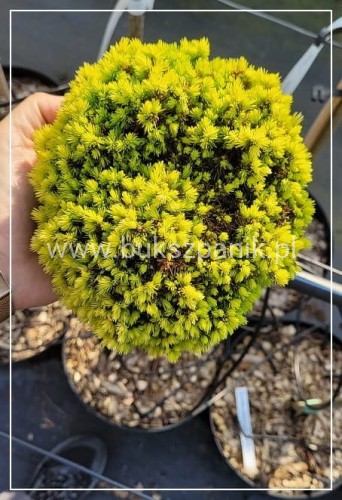 Świerk biały TENNIS BALL- Picea Glauca