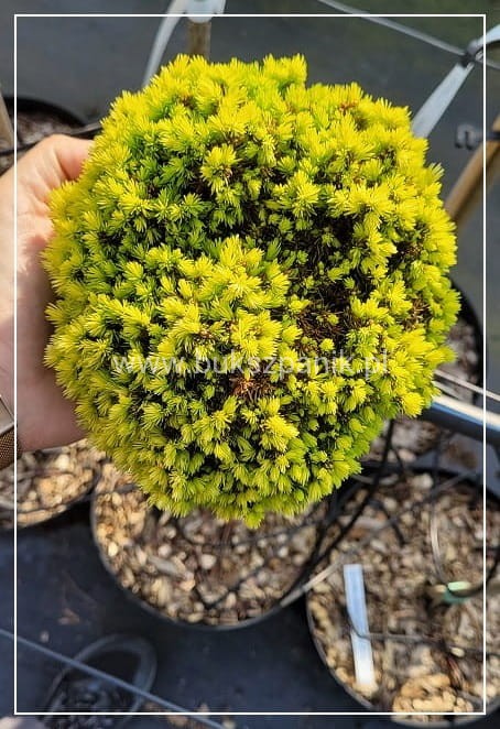 Świerk biały TENNIS BALL- Picea Glauca