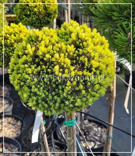 Świerk biały TENNIS BALL- Picea Glauca