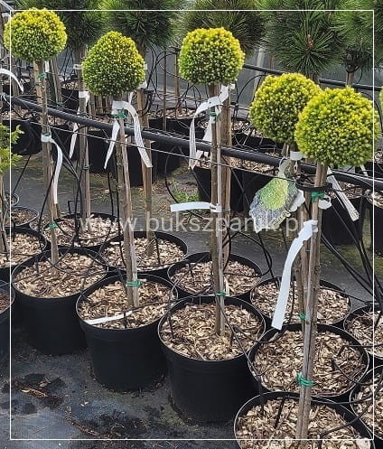 Świerk biały TENNIS BALL- Picea Glauca