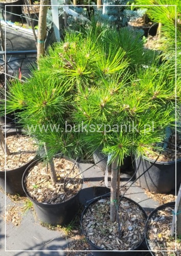 Sosna czarna GAELLE BREGON BAMBINO- Pinus Nigra