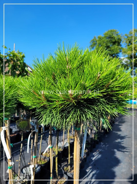 Sosna czarna GAELLE BREGON BAMBINO- Pinus Nigra