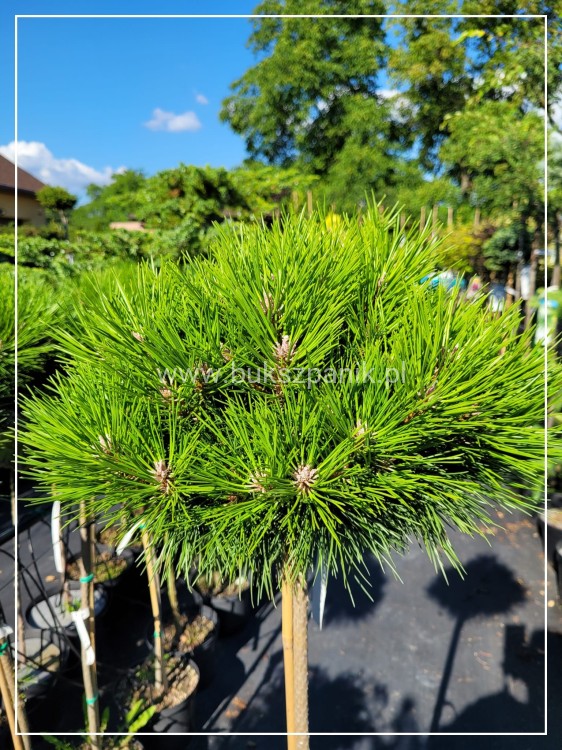 Sosna czarna GAELLE BREGON BAMBINO- Pinus Nigra