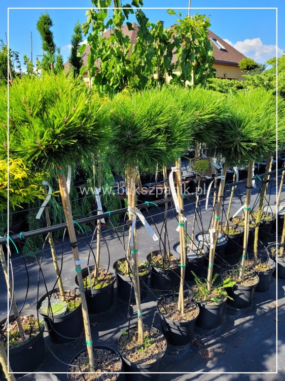 Sosna czarna GAELLE BREGON BAMBINO- Pinus Nigra