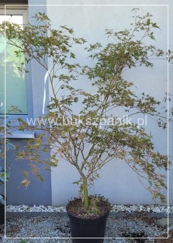 Klon Palmowy PEVE STANLEY - Acer palmatum