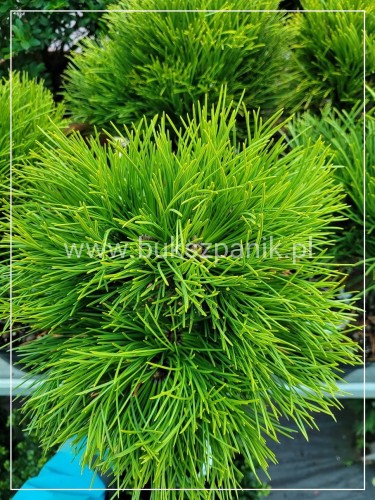 Sosna czarna- Pinus nigra CEBENNENSIS NANA 20-30,