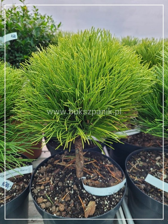 Sosna czarna- Pinus nigra CEBENNENSIS NANA 20-30,