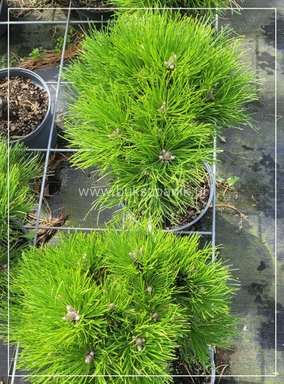 Sosna czarna- Pinus nigra CEBENNENSIS NANA 20-30,