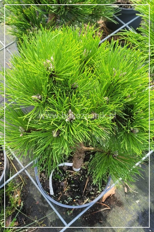 Sosna czarna- Pinus nigra CEBENNENSIS NANA 20-30,