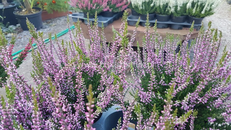 20200902_163509.jpg