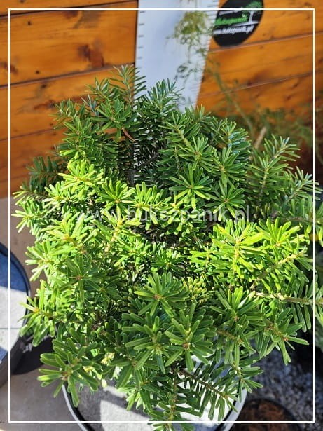 Jodła koreańska CIS - Abies koreana PA20-25cm