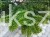 Jodła koreańska CIS - Abies koreana PA20-25cm