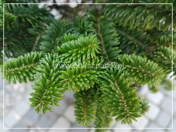 Jodła koreańska CIS - Abies koreana PA20-25cm