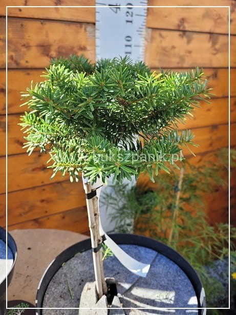 Jodła koreańska CIS - Abies koreana PA20-25cm