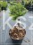 Jodła koreańska CIS - Abies koreana PA20-25cm