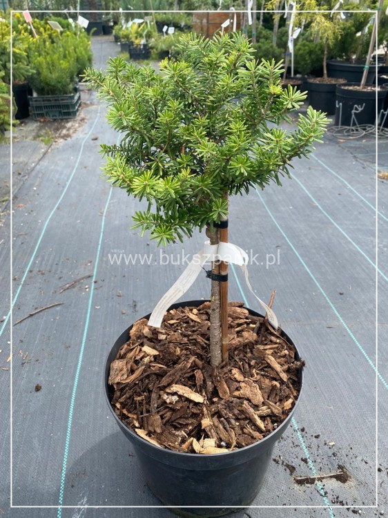 Jodła koreańska CIS - Abies koreana PA20-25cm