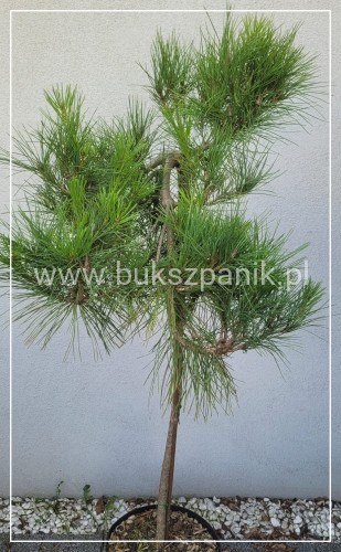 Sosna gęstokwiatowa PENDULA - Pinus densiflora Pa 110-120cm C: 7,5l