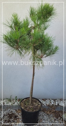 Sosna gęstokwiatowa PENDULA - Pinus densiflora Pa 110-120cm C: 7,5l