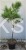 Sosna gęstokwiatowa PENDULA - Pinus densiflora Pa 110-120cm C: 7,5l