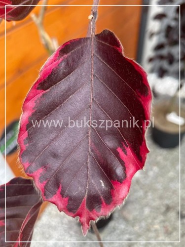Buk pospolity PURPUREA TRICOLOR- Fagus sylvatica 90-150cm