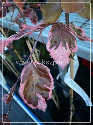 Buk pospolity PURPUREA TRICOLOR- Fagus sylvatica 90-150cm