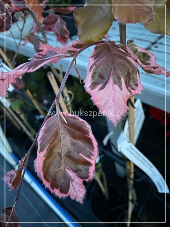 Buk pospolity PURPUREA TRICOLOR- Fagus sylvatica 90-150cm