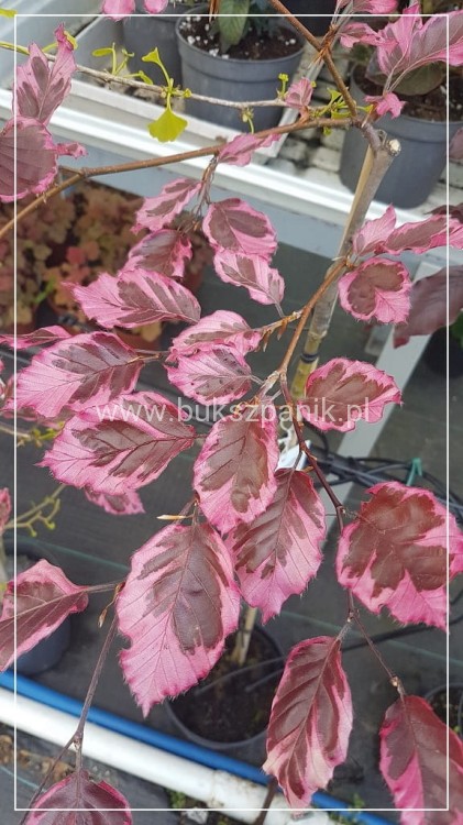 Buk pospolity PURPUREA TRICOLOR- Fagus sylvatica 90-150cm