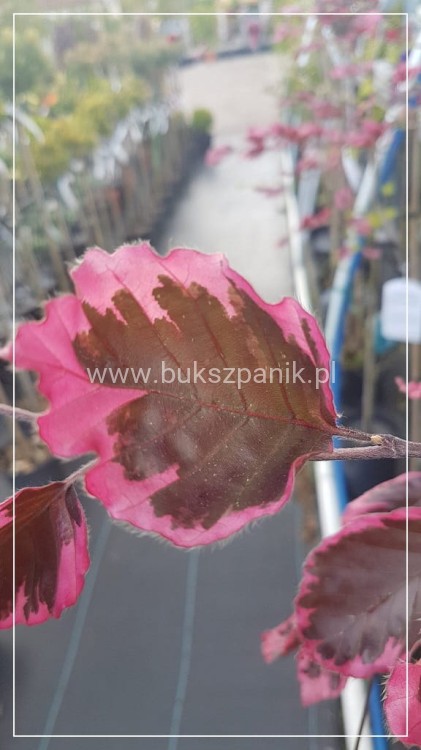 Buk pospolity PURPUREA TRICOLOR- Fagus sylvatica 90-150cm