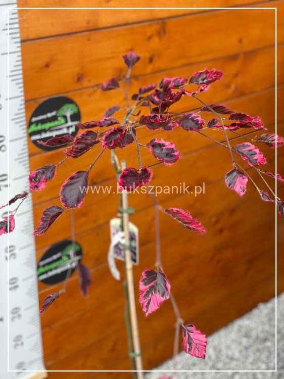 Buk pospolity PURPUREA TRICOLOR- Fagus sylvatica 90-150cm