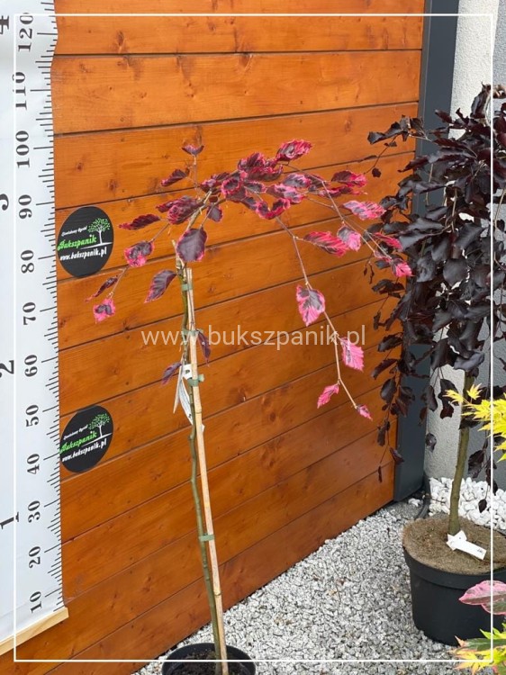 Buk pospolity PURPUREA TRICOLOR- Fagus sylvatica 90-150cm