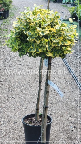 Trzmielina EMERALD GOLD - Euonymus fortunei PA70-80