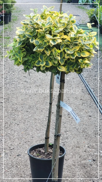 Trzmielina EMERALD GOLD - Euonymus fortunei PA70-80