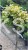 Trzmielina EMERALD GOLD - Euonymus fortunei PA70-80