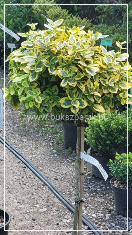Trzmielina EMERALD GOLD - Euonymus fortunei PA70-80