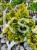 Cyprysik tępołuskowy, japoński 'Nana Gracilis Aurea'- Chamaecyparis obtusa PA50-80cm, 5l