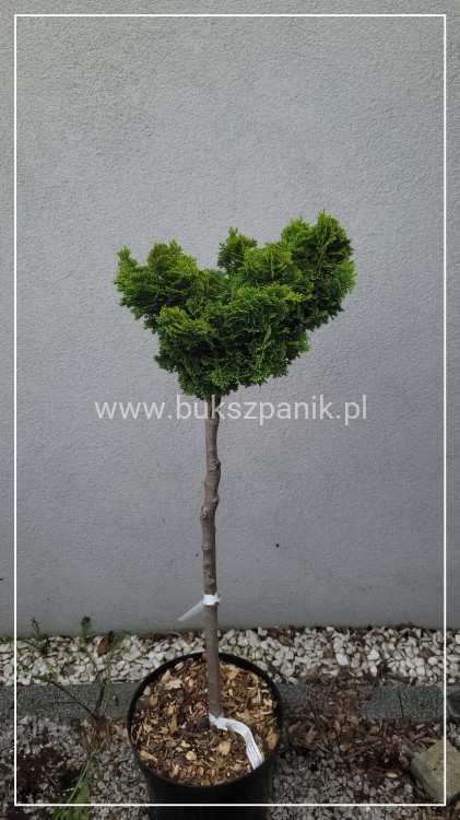 2Cyprysik tępołuskowy, japoński 'Nana Gracilis Aurea'- Chamaecyparis obtusa PA50-80cm, 5l