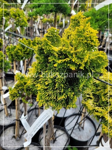 Cyprysik tępołuskowy, japoński 'Nana Gracilis Aurea'- Chamaecyparis obtusa PA50-80cm, 5l