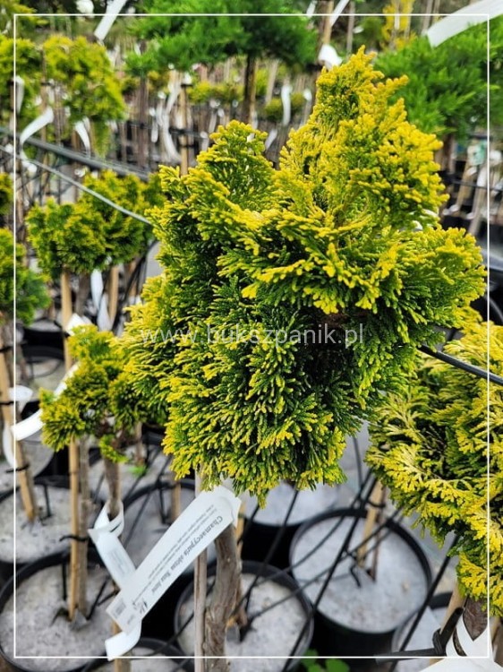 Cyprysik tępołuskowy, japoński 'Nana Gracilis Aurea'- Chamaecyparis obtusa PA50-80cm, 5l