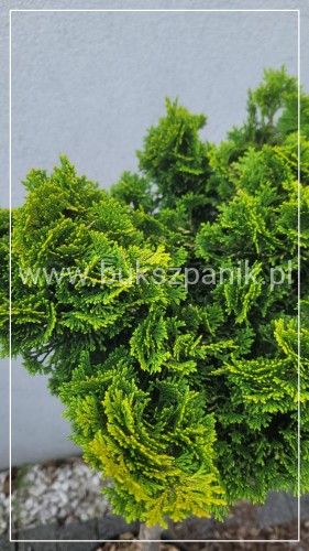 Cyprysik tępołuskowy, japoński 'Nana Gracilis Aurea'- Chamaecyparis obtusa PA50-80cm, 5l